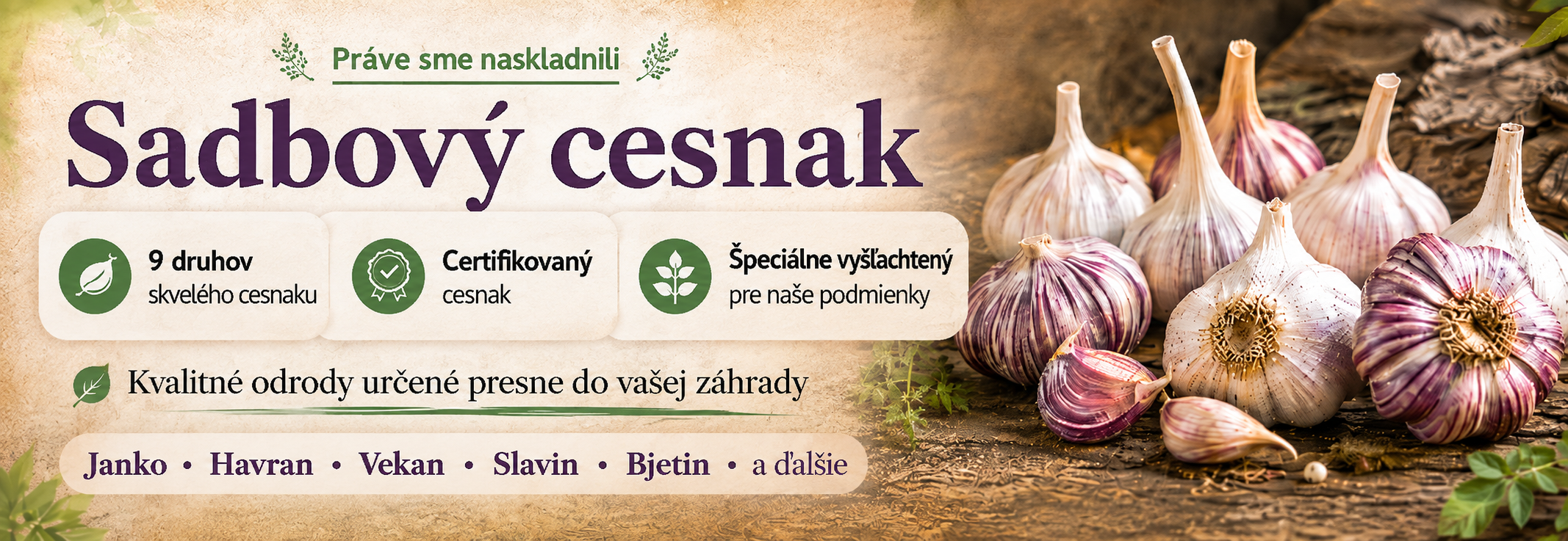 Sadbový cesnak