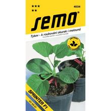 Semená tekvice Sprinter F1 od SEMO.