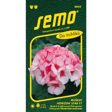 Semená pelargónie Páskový Horizon Star F1