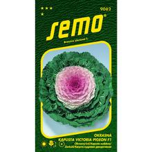 Semená kapusty Victoria Pigeon F1 od SEMO.