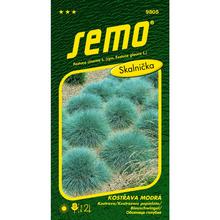 Semená kostravy modrej v balení 0,4g.