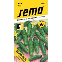 Semená uhorky nakladačky Bohemia F1 2g od SEMO.