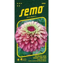 Semená kvetov Cínia Queen Lime Red 15s.