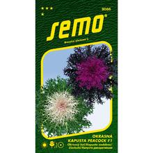 Semená okrasného kelu Peacock F1 mix.