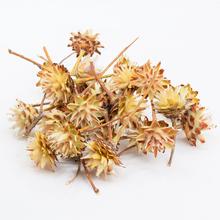 Sušený aranžérsky materiál R083S PLUMOSUM 'S' 200g.