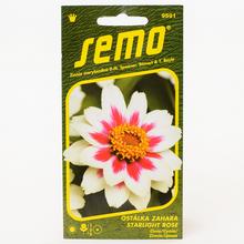 Semená Cínie Zahara Starlight Rose 15s