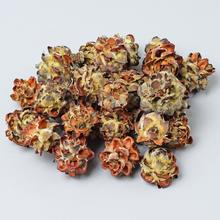 Sušený materiál T136 Pubescens small 200G