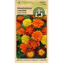 Semená akasamiatnice rozložitej v rôznych farbách.