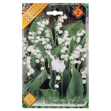 Cibuľoviny Convallaria majalis s bielymi kvetmi.