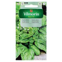 Balenie semien bazalky šalátovej.