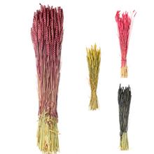 Sušená pšenica v mixe farieb.