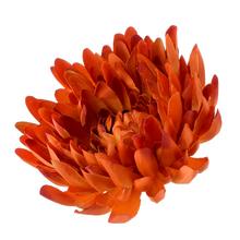 Umelá hlava chryzantémy v tmavotehlovej farbe.