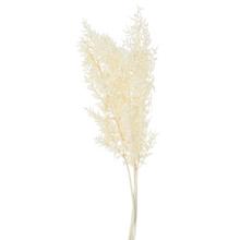 Bielený sušený Ruscus, 60 cm