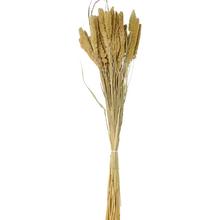 Setaria 100g NATUR/zv - stabilizované kvety