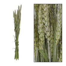 Sušené kvety Triticum nature SILVER