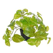 Umelý pothos v čiernom kvetináči, panášovaný, 23 cm.
