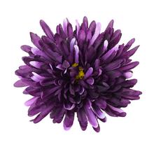 Fialová hlava chryzantémy s priemerom 16 cm.