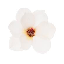 Umelá magnólia hlava v krémovej farbe.