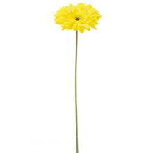 Žltá umelá gerbera s dlhým stonkom.