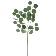 Umelé kvety Eucalyptus Populus 77 cm