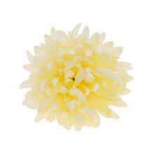 Hlava chryzantémy v krémovej farbe