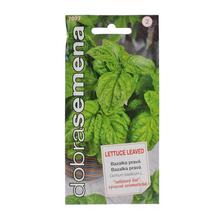 Semená bazalky pravé s listami ako hlávkový šalát.