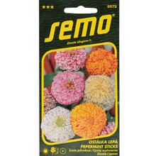 Semená Cínie Peppermint Sticks 0,5g