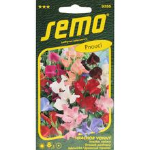 Semená hrachoru voňavého Spencer 2g od SEMO.