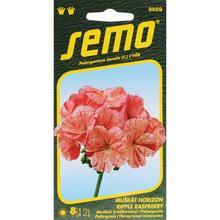 Semená pelargónie páskatej Horizon Ripple Raspberry.