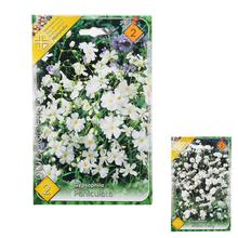 Obal semien gypsophily s bielymi kvetmi.