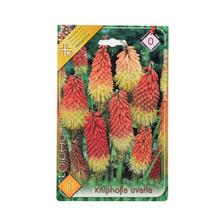 Cibuľoviny Kniphofia uvaria v balení.