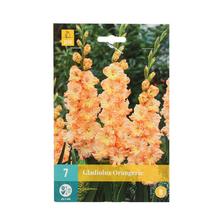 CIBUĽOVINY CANNA exclusive - balenie s gladiolmi