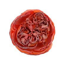 Umelá ruža anglická oranžová