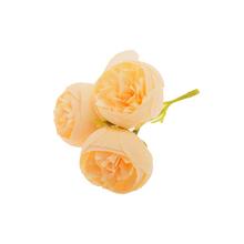 Hlava ranunculus krémový s tromi pukmi.