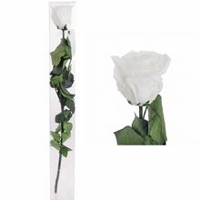 Ruža preparovaná so stonkou WHITE, 50cm/ks