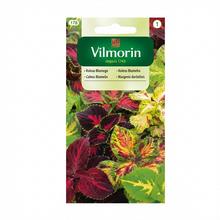 Semená koleusu 0,2g