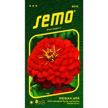 CÍNIA CHERRY QUEEN 0,7g  - FLORASYSTEM