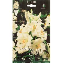 Lilium Candidum (ľalia liečivá) - FLORASYSTEM