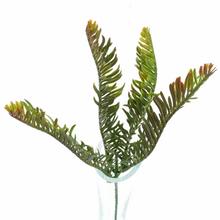 AKCIA! 24FLK02-0158 ZELEŇ ZÁPICH SMREK. VETVIČKA /GUM 25cm - FLORASYSTEM
