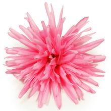 AKCIA))24FLK02-0226 HLAVA CHRYZ. STRAPATÁ RUŽ. PRIEM:13CM BAL:12KS - FLORASYSTEM
