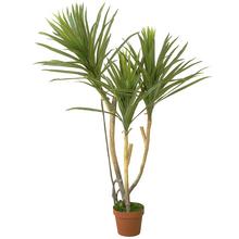 25FLK0806 STROM DRACENA 126CM - Foto0