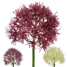 25FLK0715 CESNAK KS STREDNÝ 52CM MIX FARBA - FLORASYSTEM