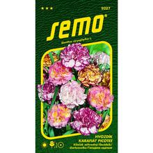 KLINČEK ZÁHRADNÝ PICOTEE 0,25g  - FLORASYSTEM