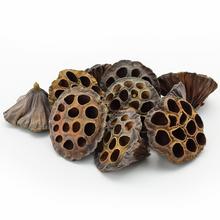 LOTOS STREDNÝ 10KS 6-8cm T007  - FLORASYSTEM