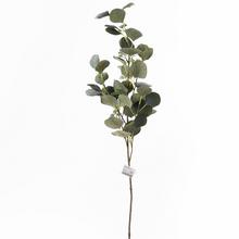 KONÁR EUCALYPTUS POPULUS PLODY 86CM - FLORASYSTEM