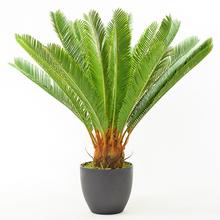 CYCAS V KVETINÁČI 72CM - FLORASYSTEM