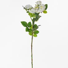 KS RUŽA VIACKVETÁ BIELA 65cm - FLORASYSTEM
