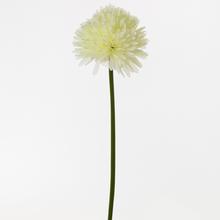 KS CHRYZANTÉMA BIELA 50CM - FLORASYSTEM