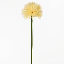 KS CHRYZANTÉMA MIX BROSKYŇ./ŽLTÁ 50CM - FLORASYSTEM