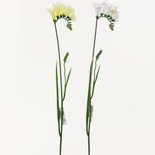 AKCIA! KS FRÉZIA 2F 56cm SUPER CENA! - FLORASYSTEM